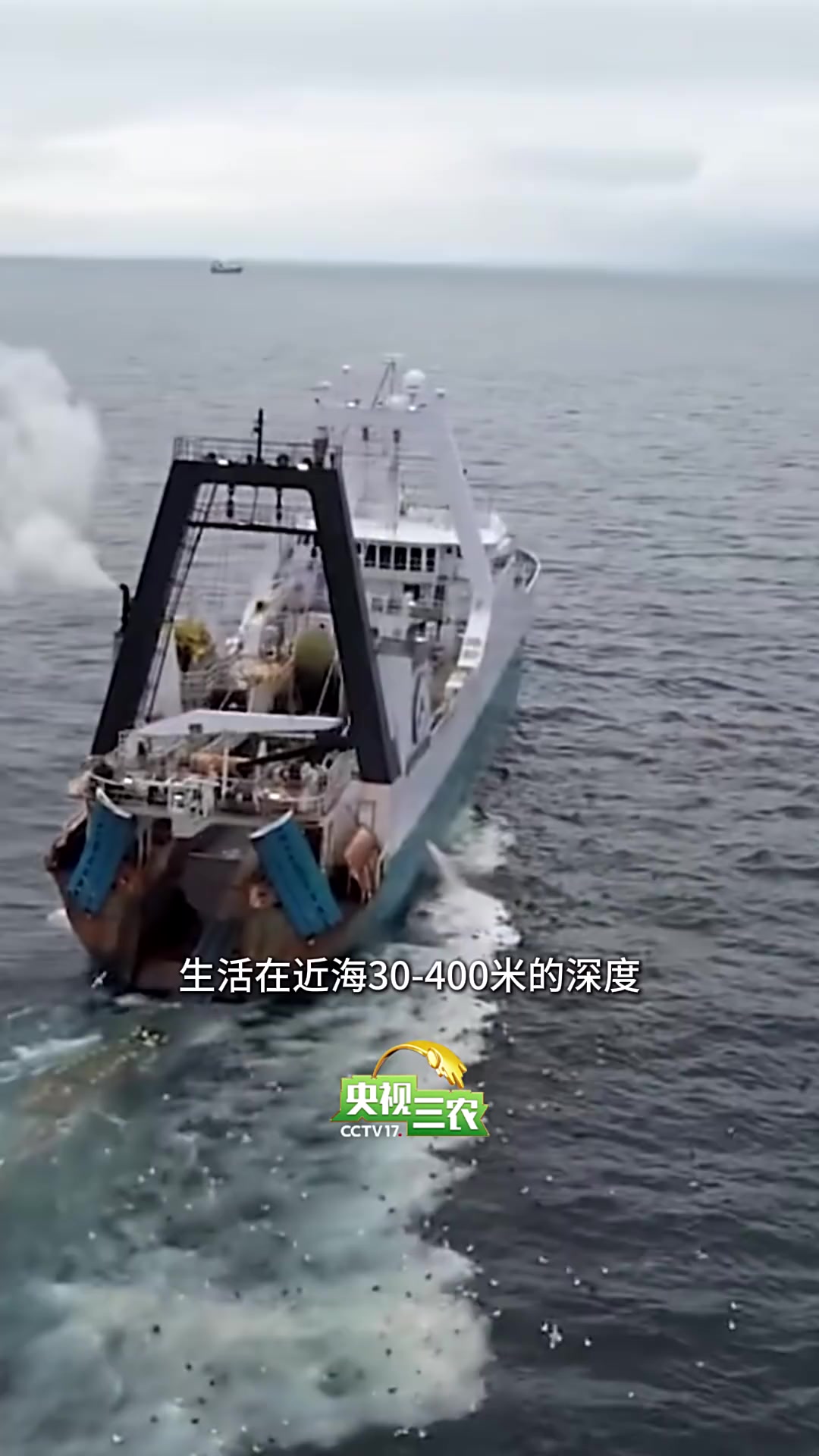 蟹棒、鱼丸、鳕鱼排,其实都是同一种鱼做的~