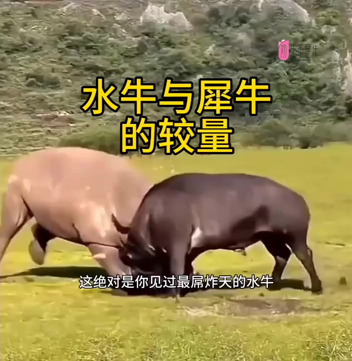 “波妞”太平洋真圆鳍鱼:从呆萌到丑陋,变形的背后是什么?