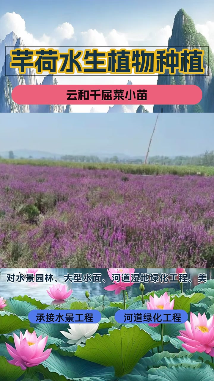 千屈菜多少钱