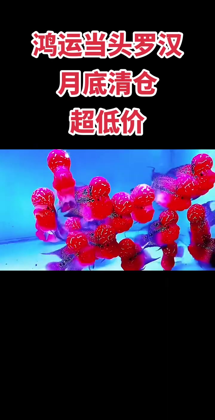 鸿运当头罗汉,10-15公分,清货特价,好看又实惠,想玩的抓紧,低价不多了