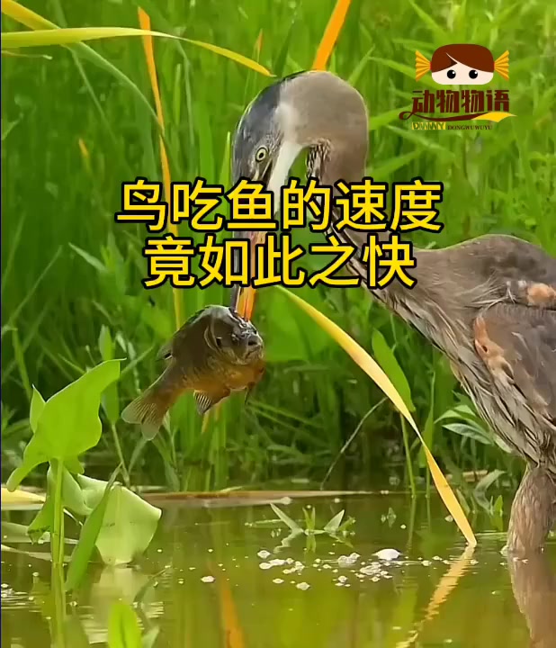 鸟吃鱼的速度竟如此之快!
