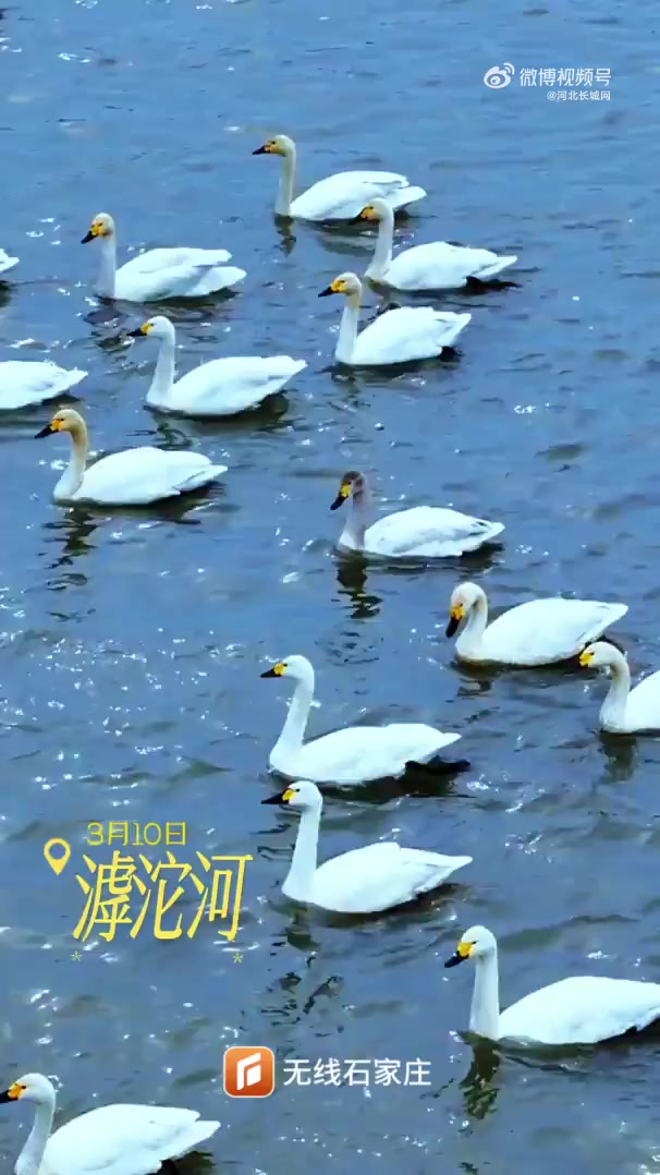「好美!滹沱河天鹅起舞宛如春日童话」石家庄滹沱河变天鹅湖3月10日,石家庄滹沱河胜利大街西