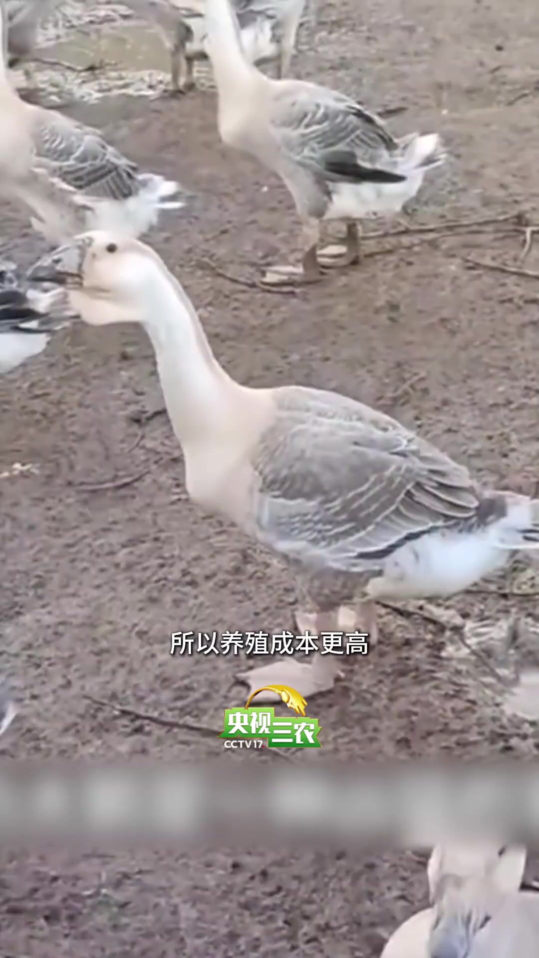 为啥很少有人吃鹅蛋,市场上也不常见?