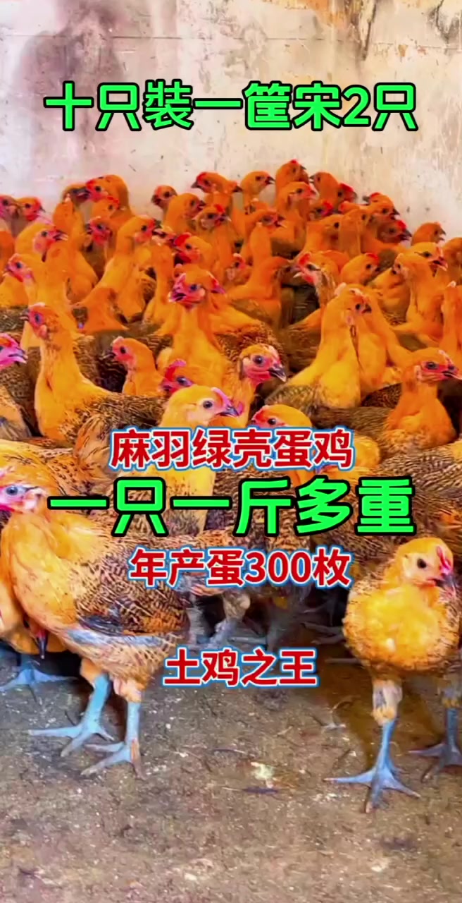 青脚麻羽鸡产量多营养价值高长的是绿皮的