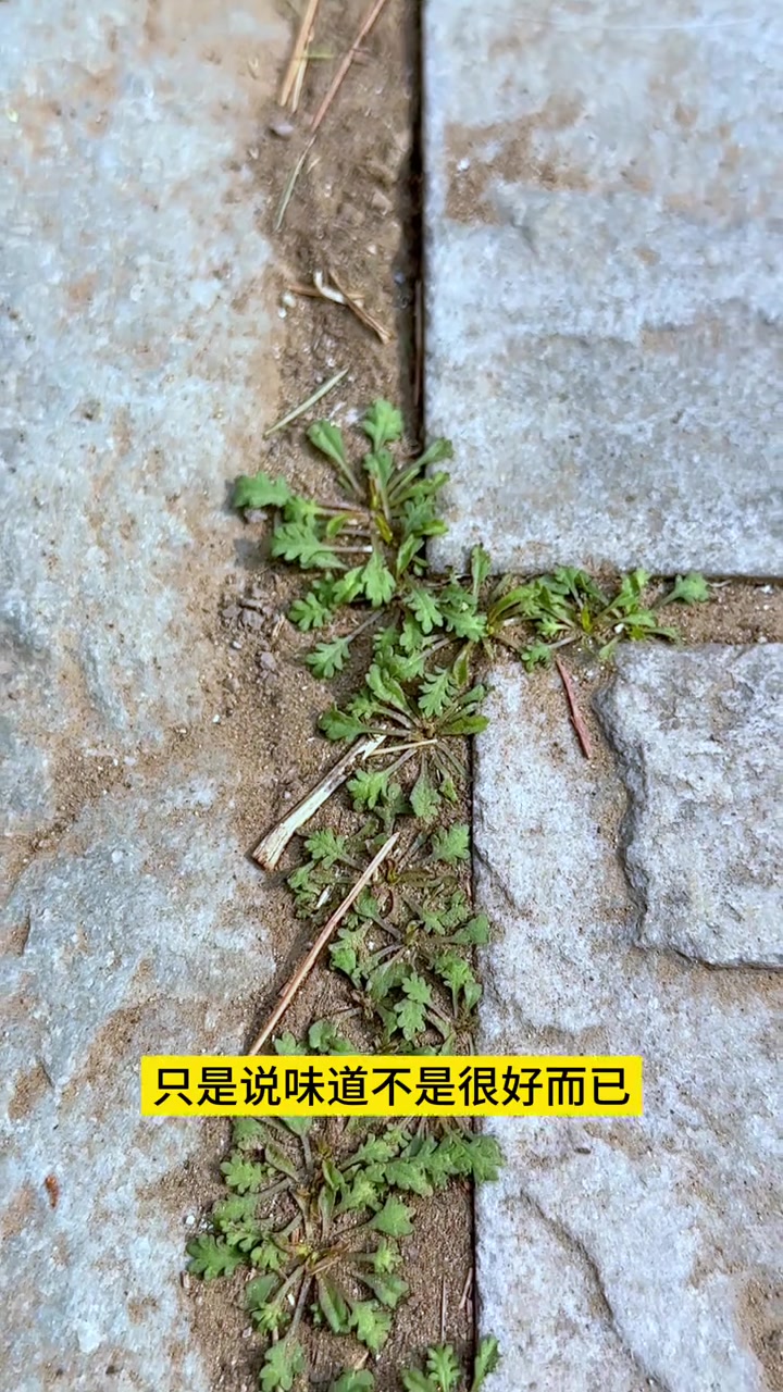 真假荠菜 一定要看清楚哦