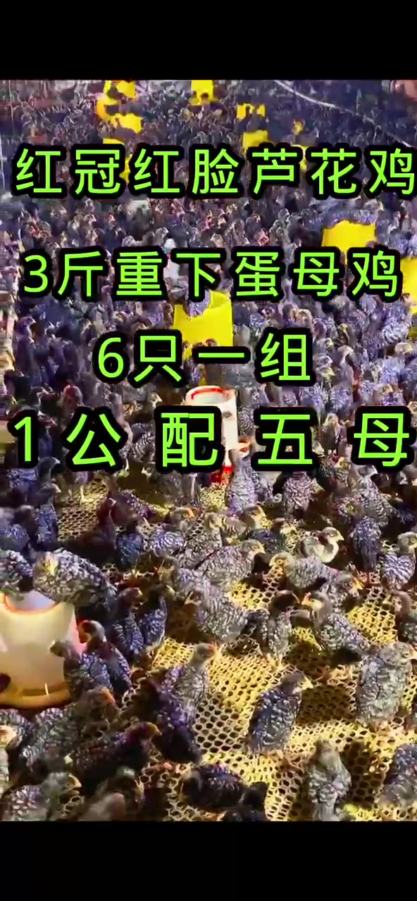 红光宏远惨淡芦花鸡