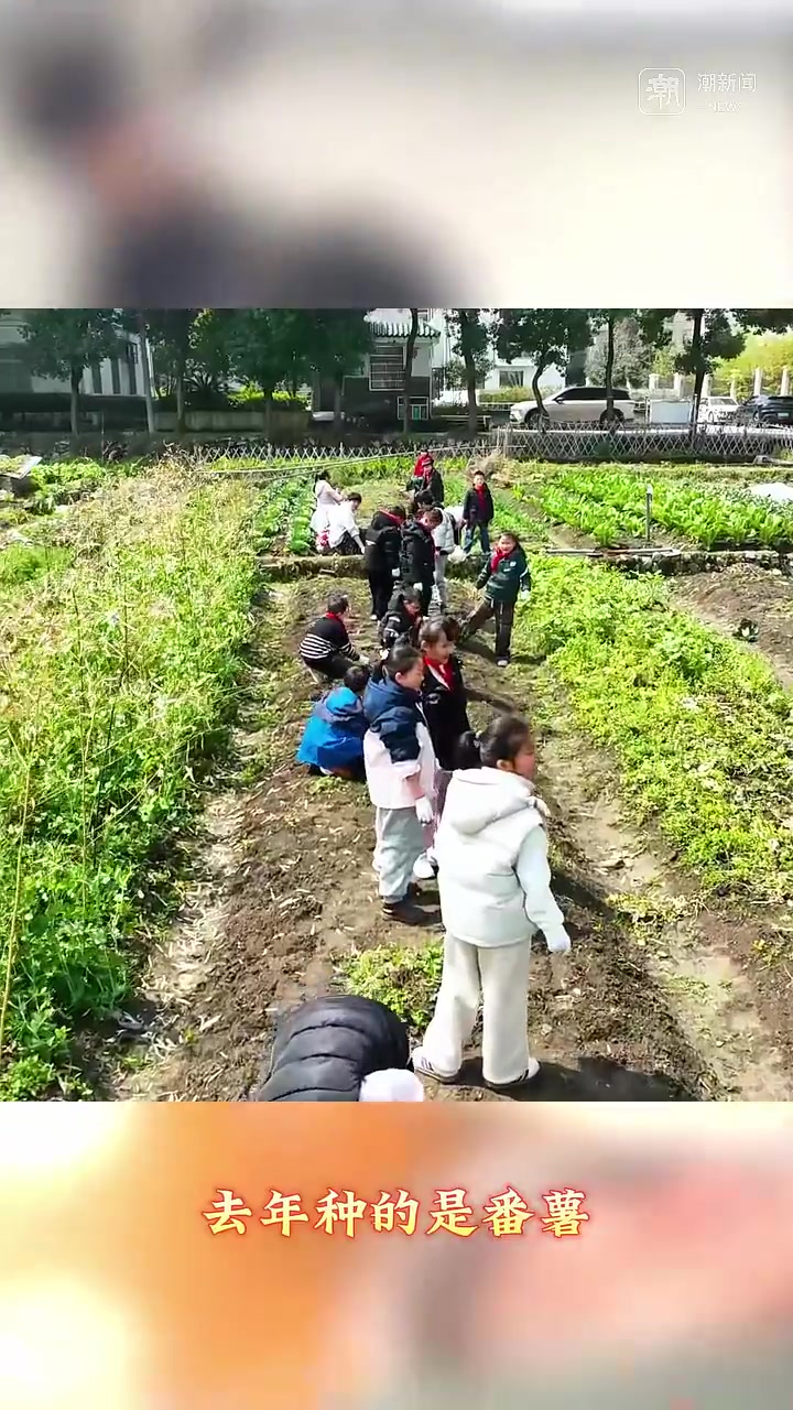 中午加菜,放学打包!温州这所山区小学食堂很特别