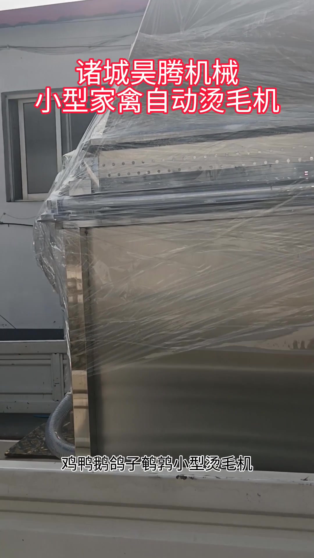 电加热自动恒温鸡鸭鹅鸽子鹌鹑小型烫毛机