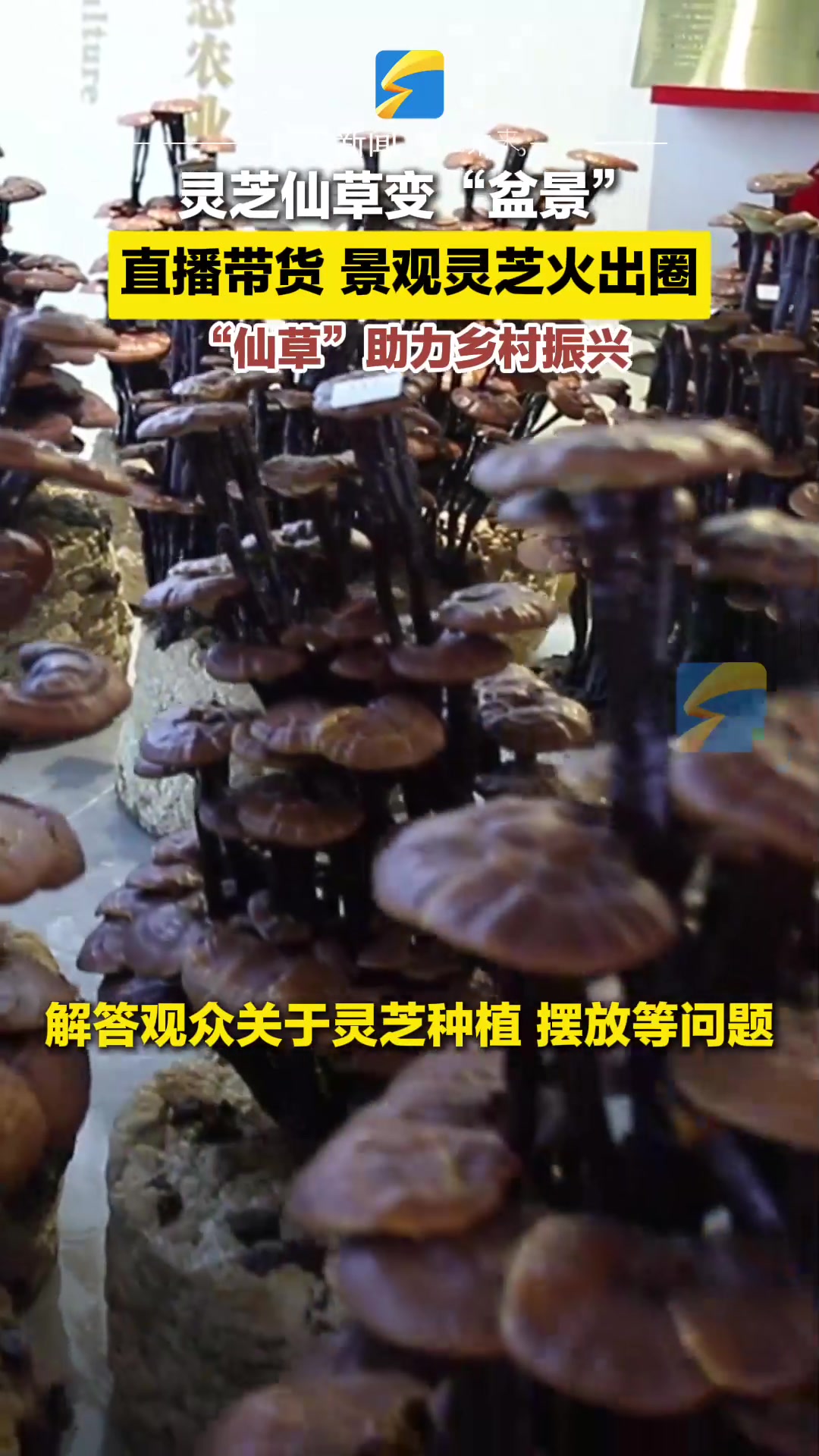 枣庄市台儿庄区:灵芝仙草变“盆景”直播带货 景观灵芝火出圈