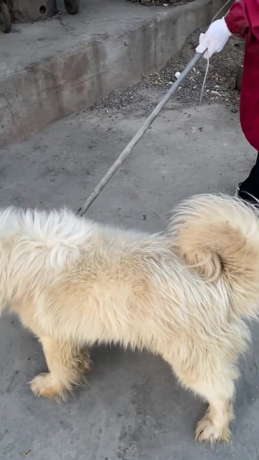 即将被宰杀的萨摩耶 一只萨摩耶即将被狗肉馆老板宰杀,遇到了就尽力把狗狗救下了,基地上百只毛