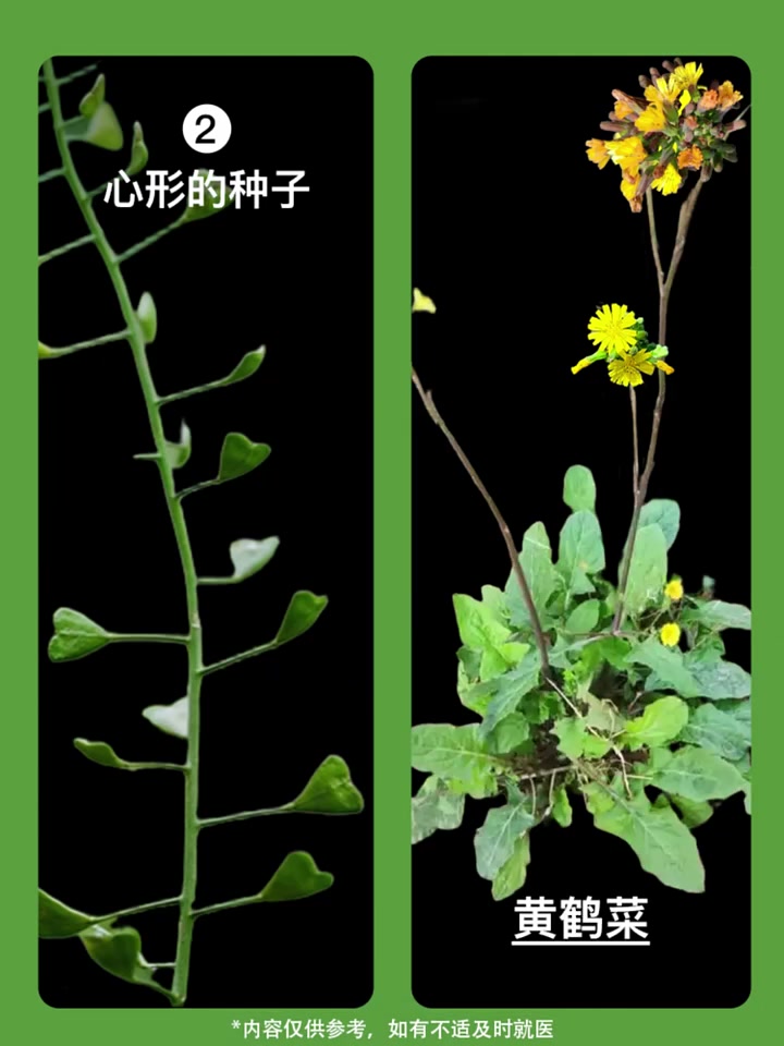 辨认荠菜的方法,第六个特征99%的人不知道