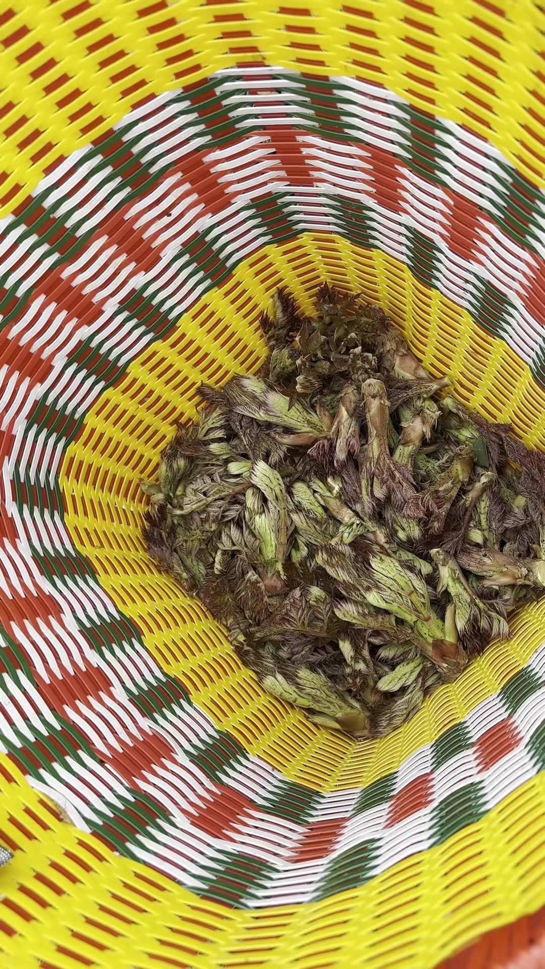 两天没来,刺嫩芽都长这么大了,一个一个的掰得真过瘾