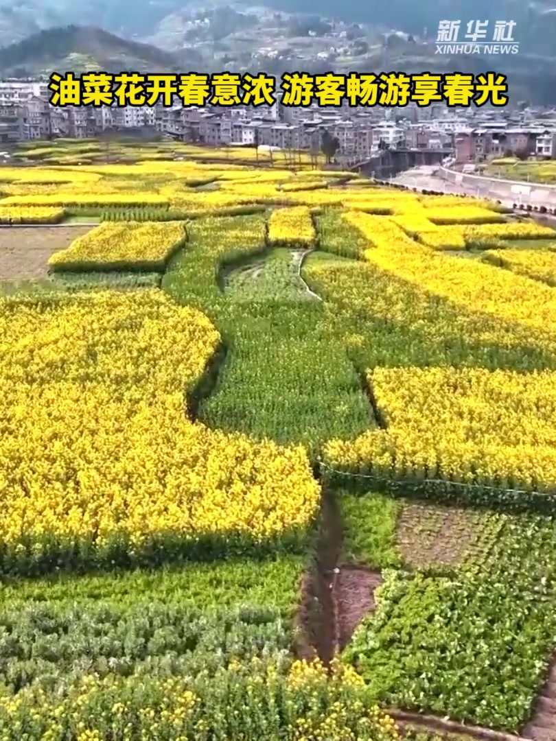 秀我中国|重庆奉节:油菜花开春意浓 游客畅游享春光