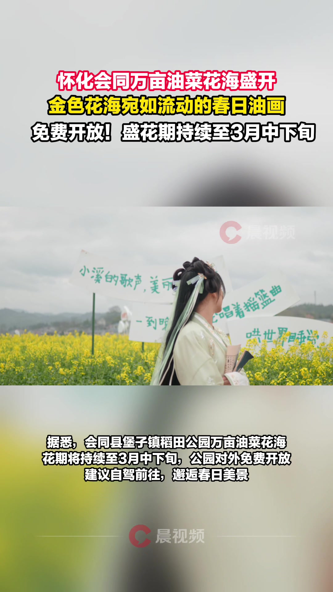 免费开放!怀化会同万亩油菜花海盛开,花期持续至3月中下旬