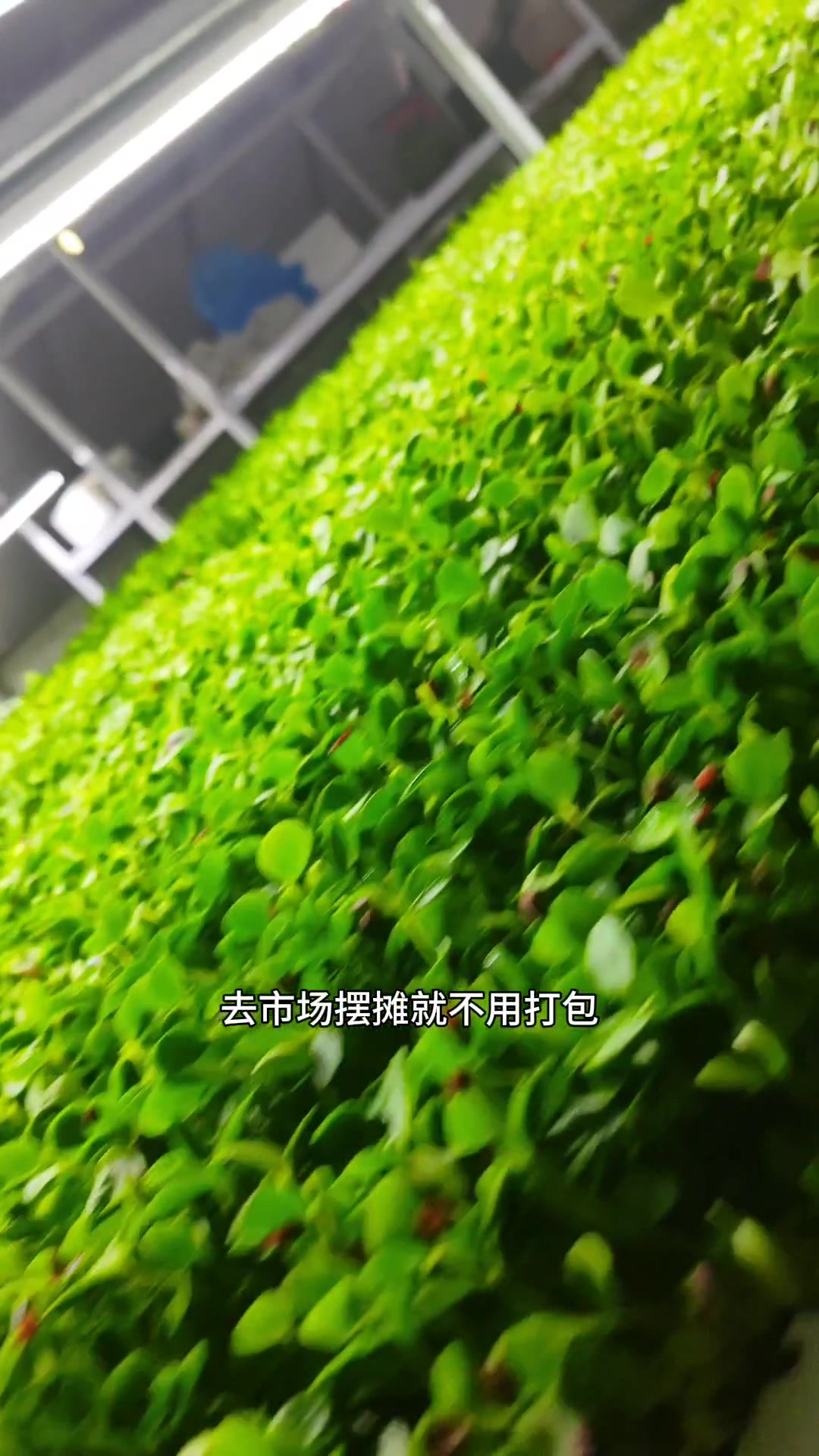 教你种植芽苗菜,卖芽苗菜