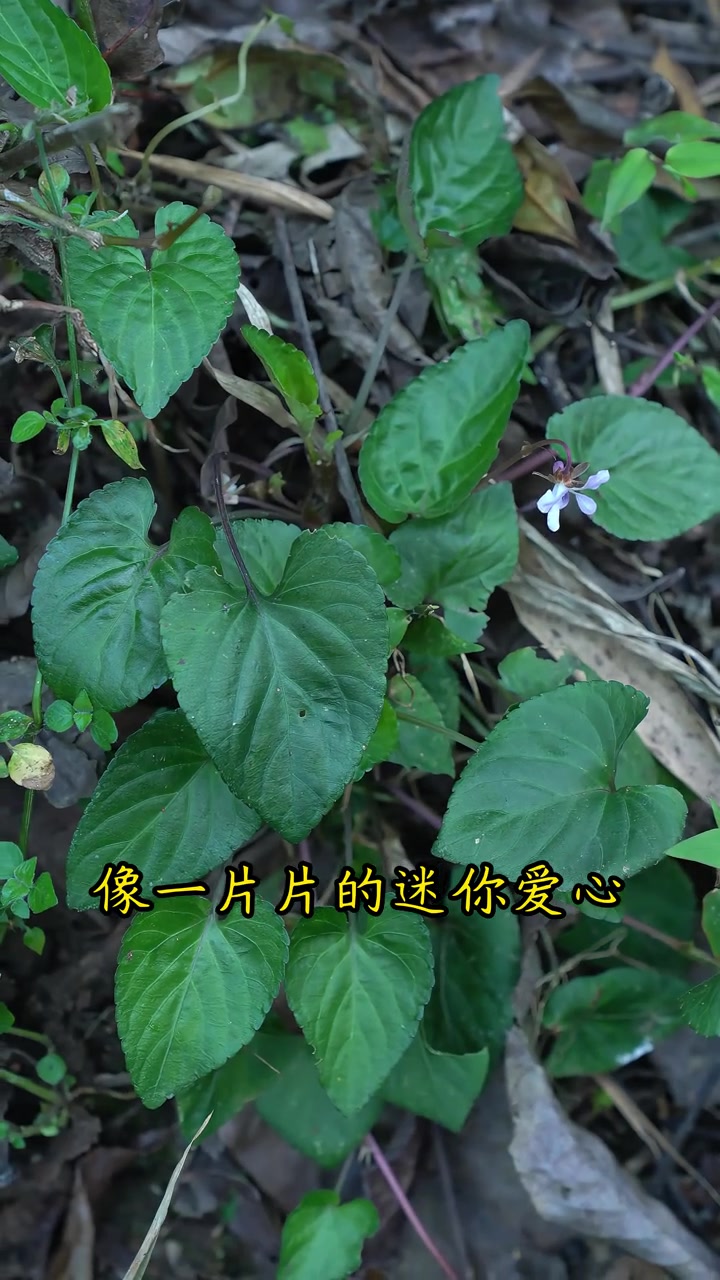 如意草,这个季节可以吃的野菜,也可药用!堇菜科的美丽植物,能力很强,你认识它吗?