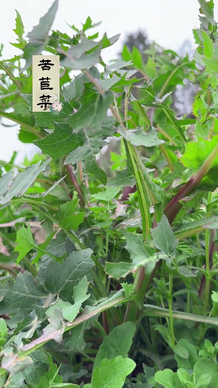 春天里的这几十种野菜,你吃过几种?