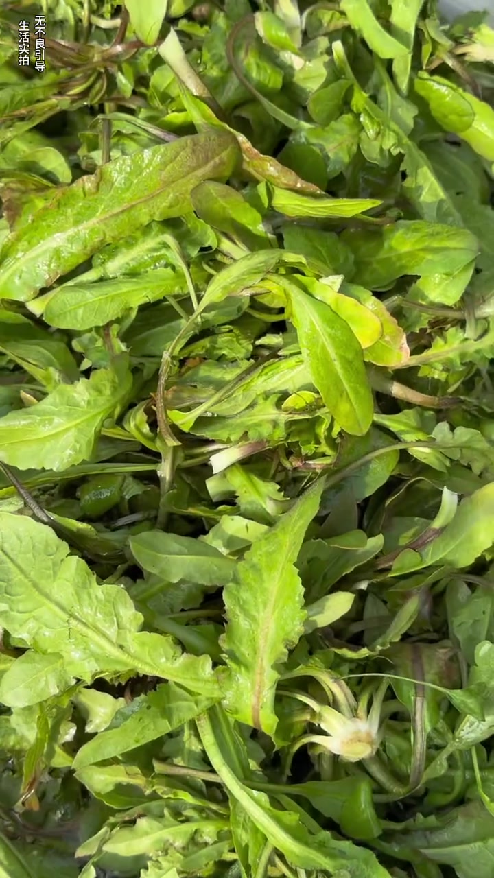香荠菜饺子,这个春天来自妈妈的爱