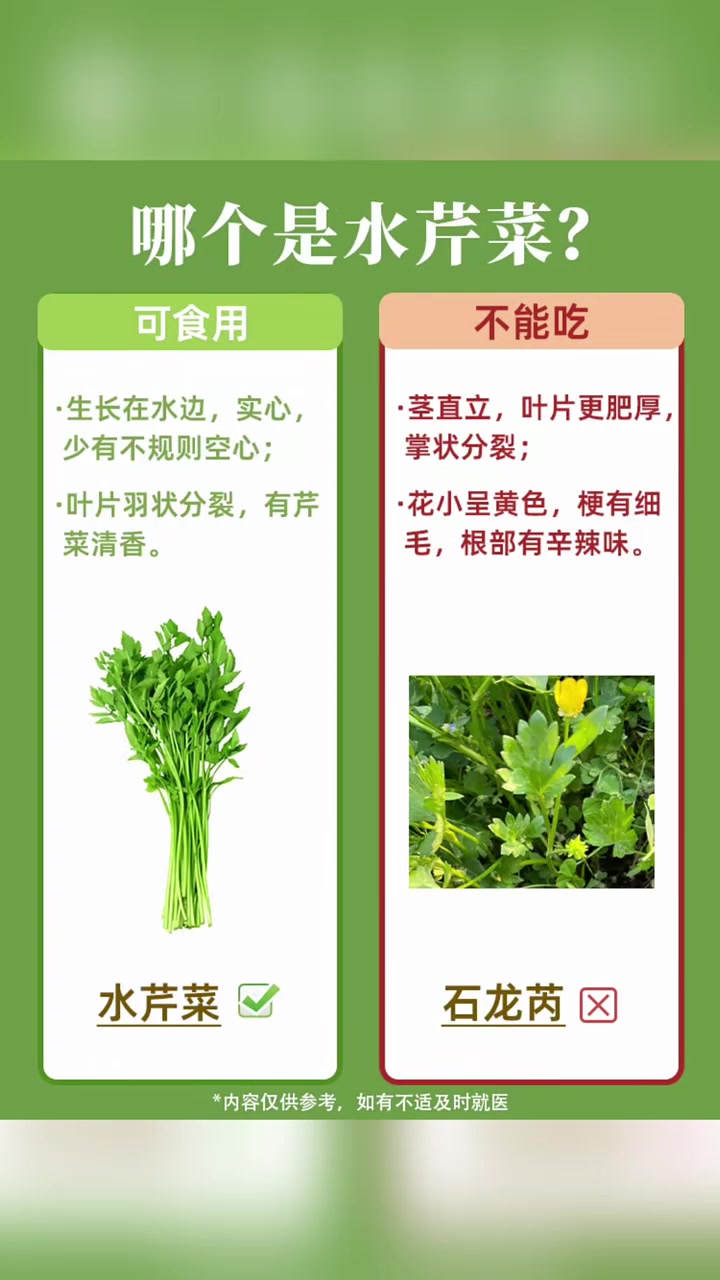常见野菜与易混淆植物分辨;荠菜、香椿、蒲公英、水芹菜、马齿苋