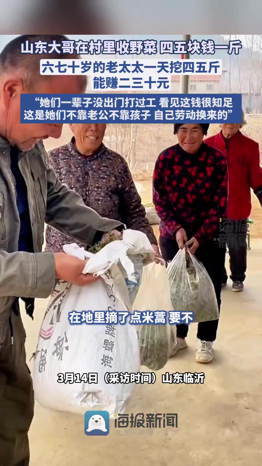 山东大哥在村里收野菜,六七十岁老太太一天赚20多元,很知足