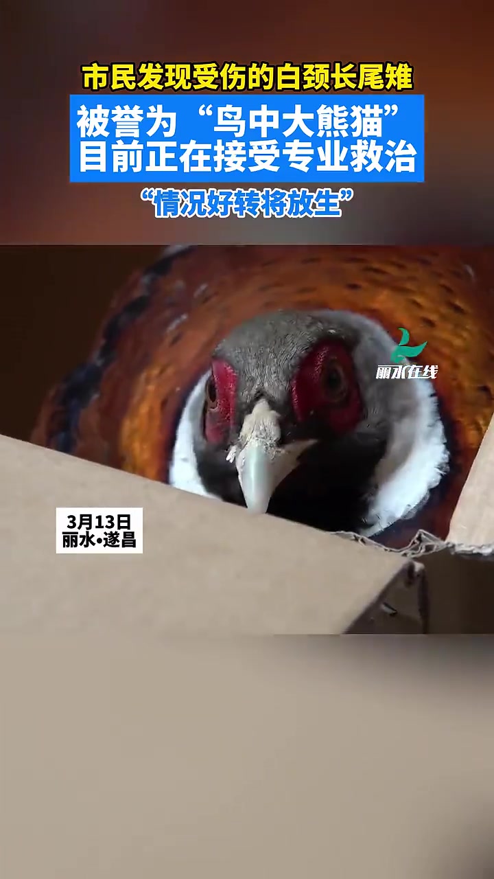 丽水市民发现受伤的白颈长尾雉,被誉为“鸟中大熊猫”