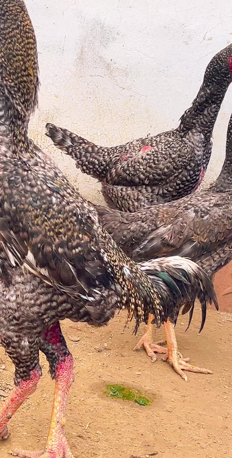 八斤左右的大骨架芦花斗鸡