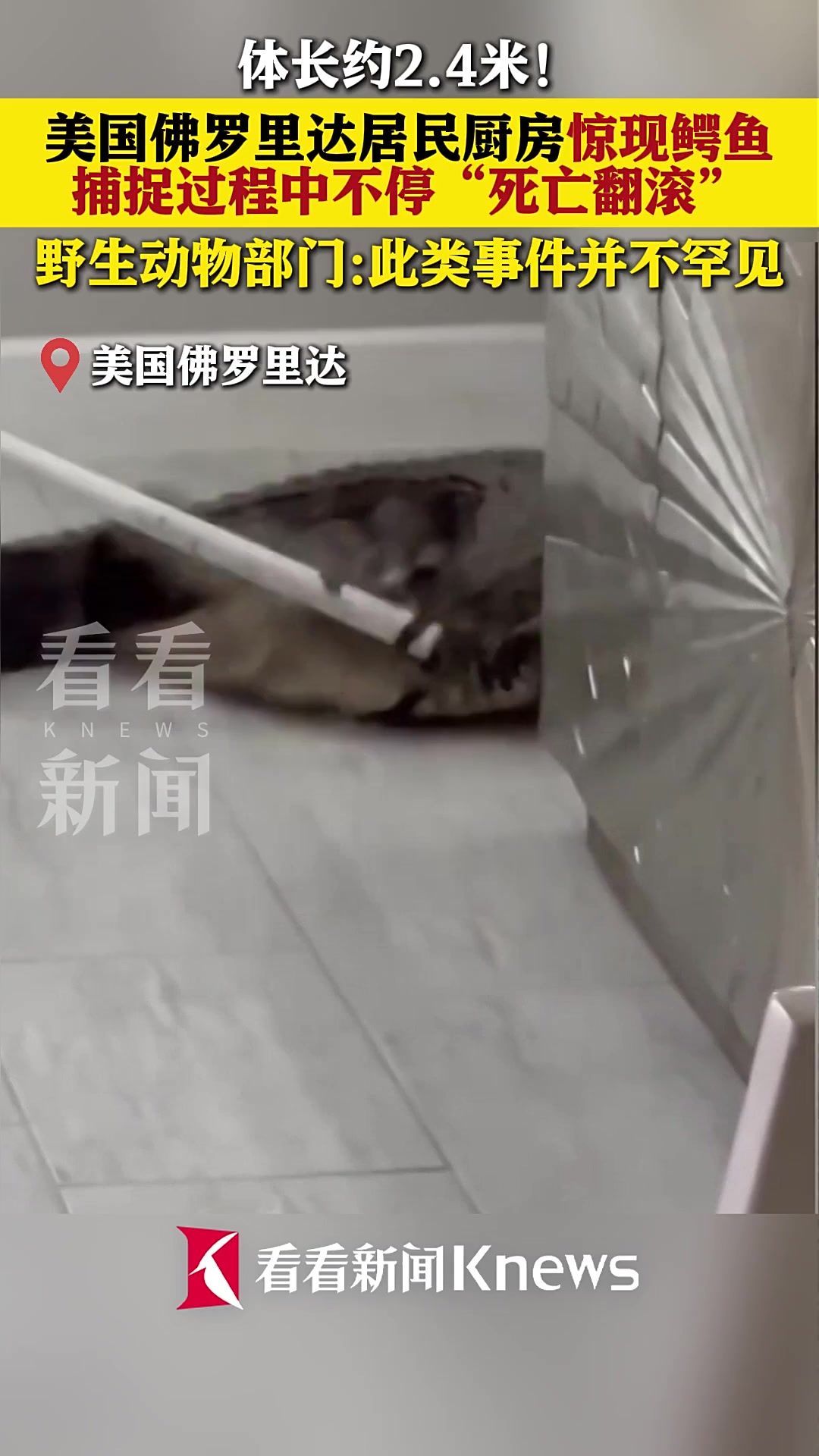 体长2.4米!美国佛罗里达居民厨房惊现鳄鱼