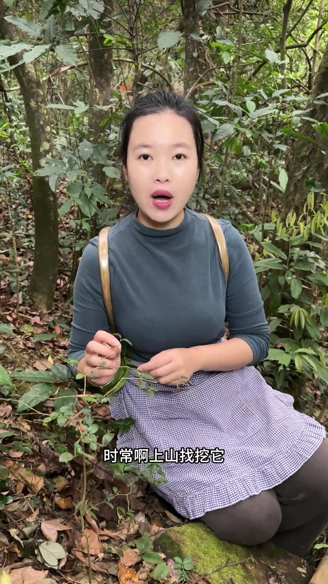 绣花针 又称虎刺,我们当地称它为“黄脚鸡”