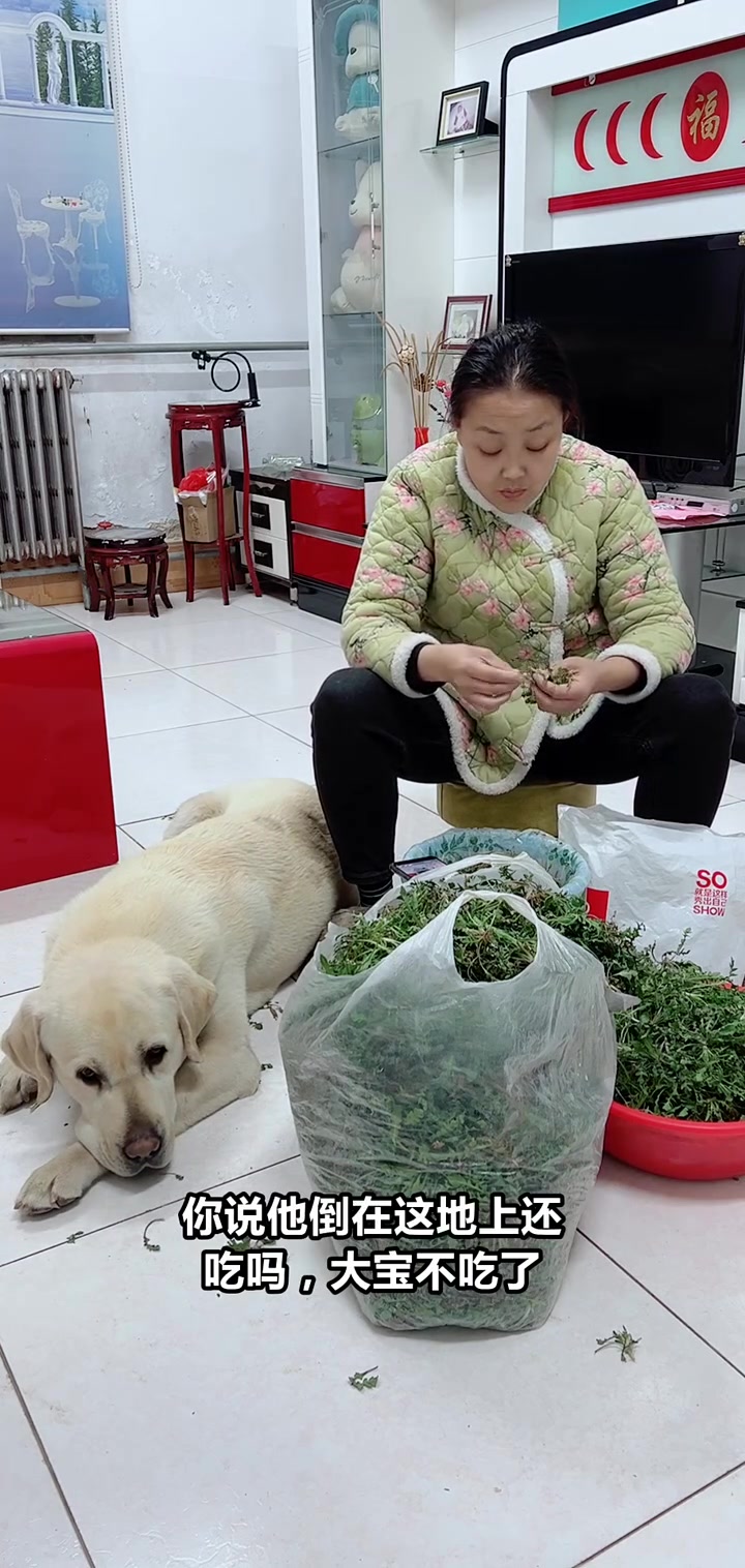 山东德州新鲜野菜,想怎么吃就怎么吃!