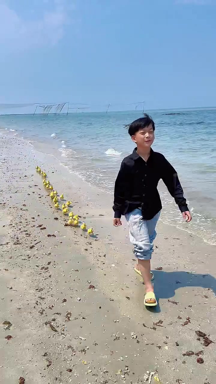 这是一群喜欢喝海水,吃小海鱼的小鸭子!