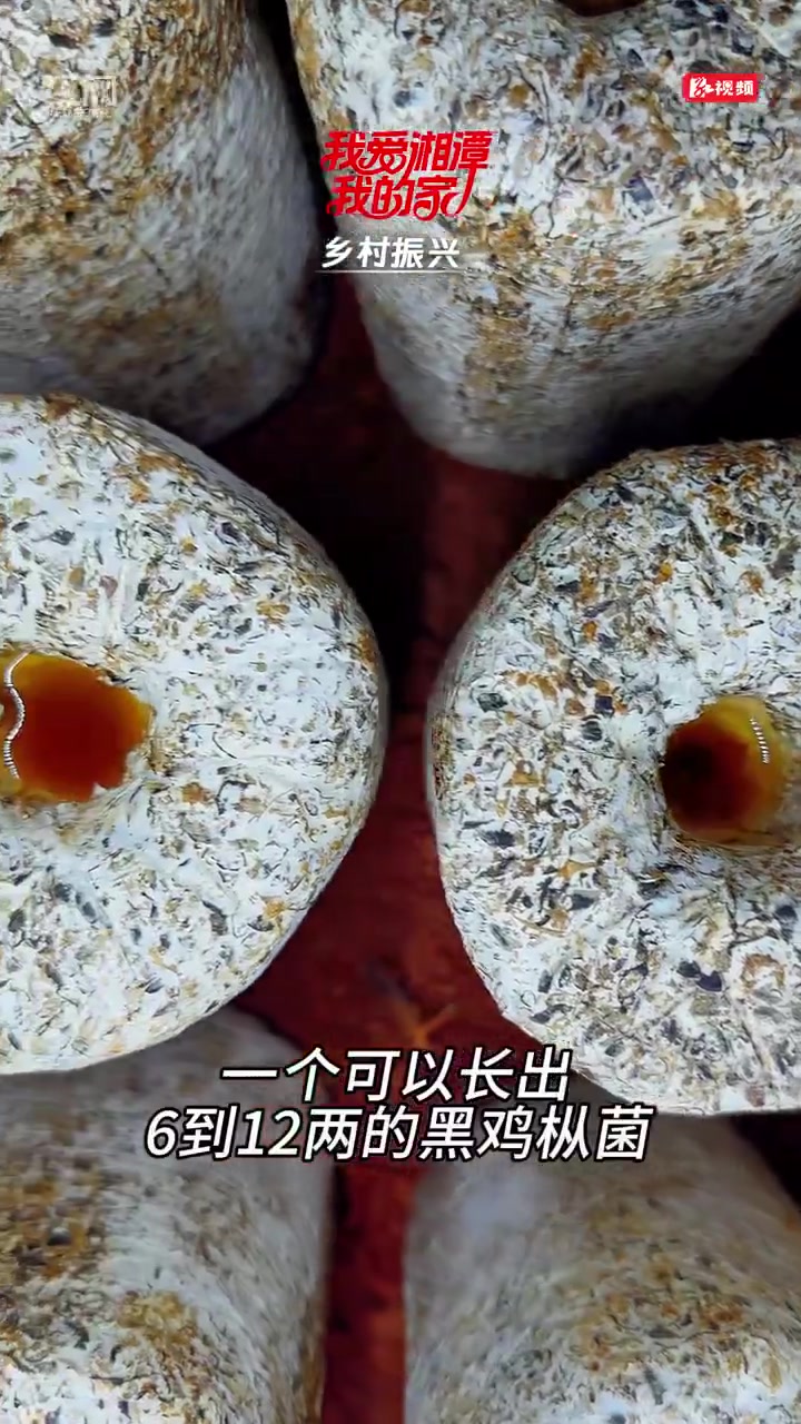 我爱湘潭我的家|雨湖区:小小黑鸡枞菌撑起“振兴伞”
