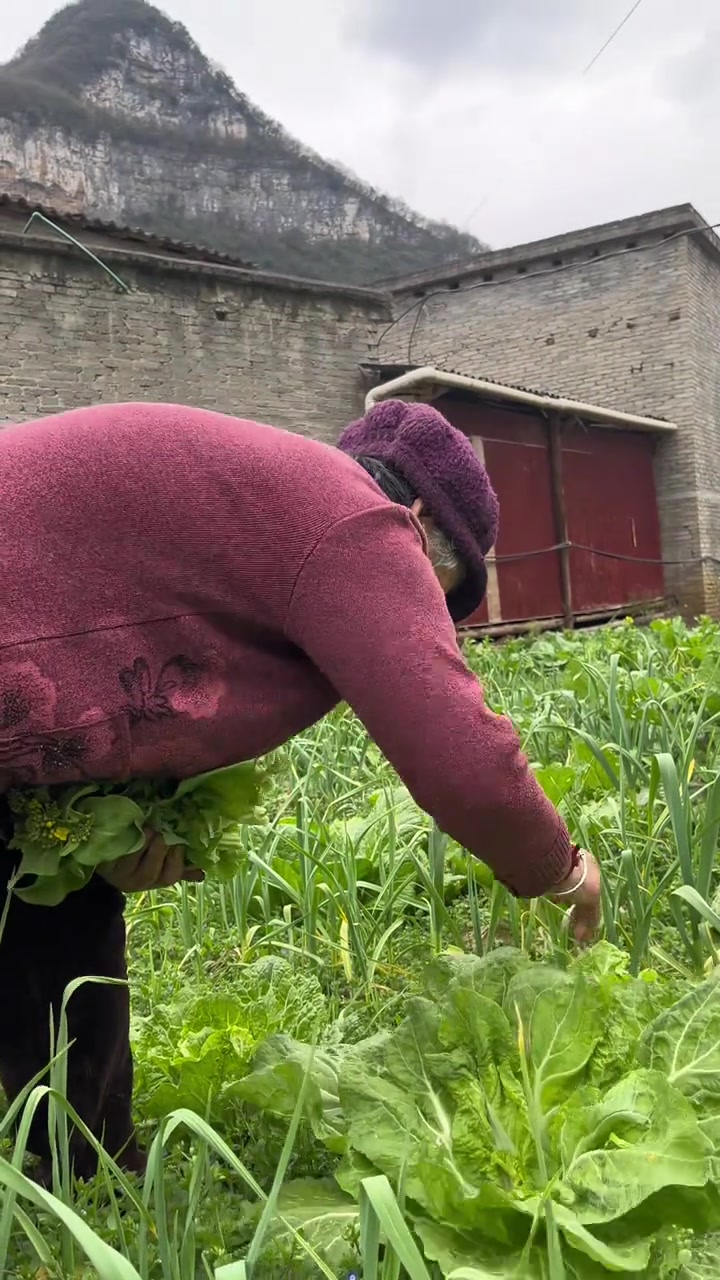 这两天地里的白菜苔和豌豆尖越发茂盛,根本吃都吃不过来!