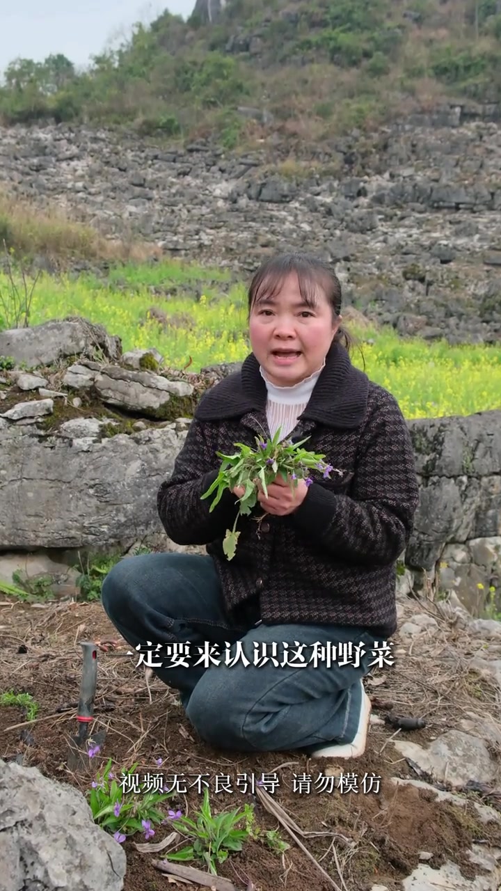 这种开紫色小花的野菜现在这个季节不要错过了
