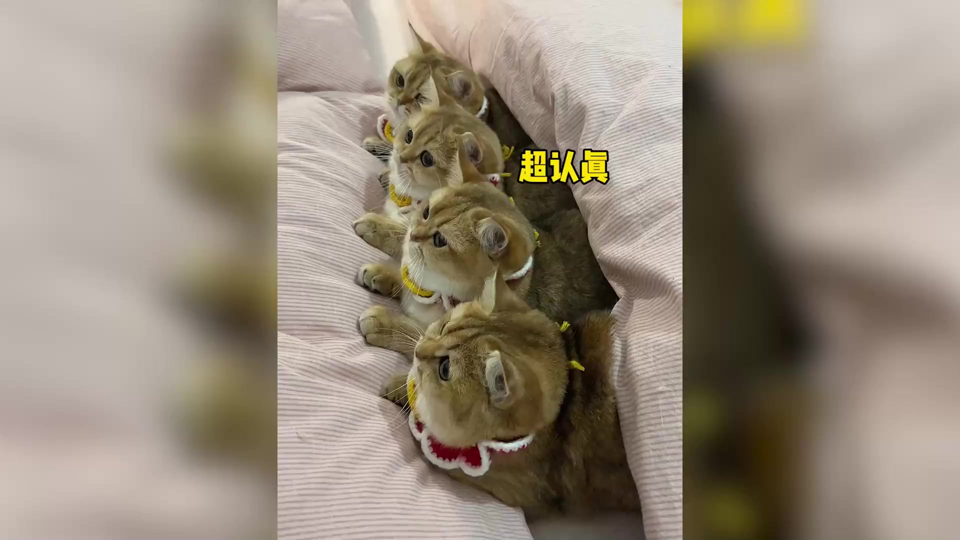 网红猫就是精致,竟然有属于自己的头盔,就问帅不帅