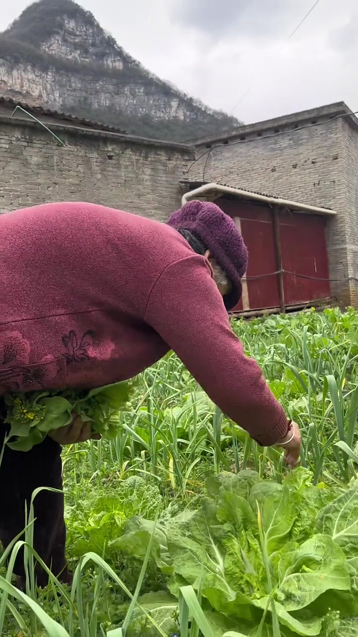 这两天地里的豌豆尖和白菜苔长得特别好,根本就吃不过来!我们这里赶集时间又隔得久,还好能摘一