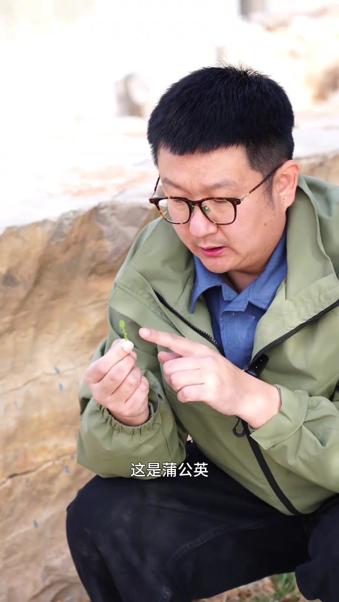 怎样识别春天的野菜,识别荠菜