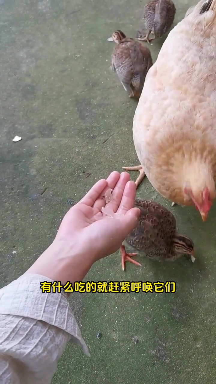 珍珠鸡小萌态,跟丢妈妈急寻叫声