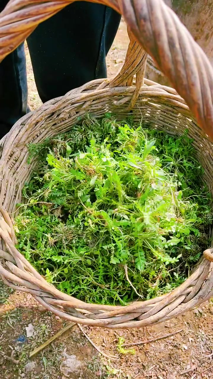 春天的味道——荠菜,如果你没吃过塌包,一定要尝尝