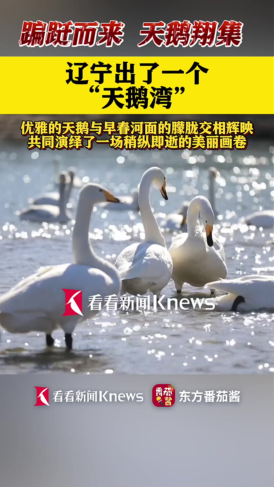 蹁跹而来 天鹅翔集 辽宁出了一个“天鹅湾”