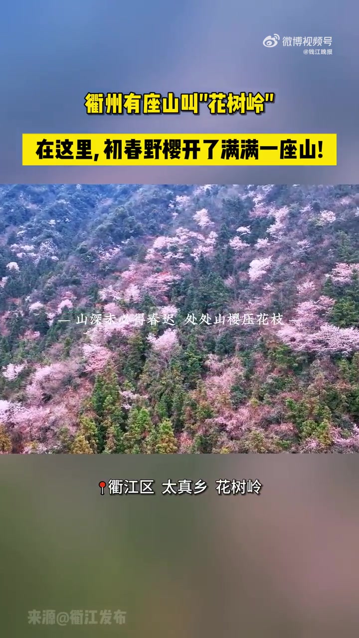 近日,浙江衢州。在衢江区太真乡王家山村花树岭古道,山间千亩原生野樱竞相绽放,粉白云雾缭绕整