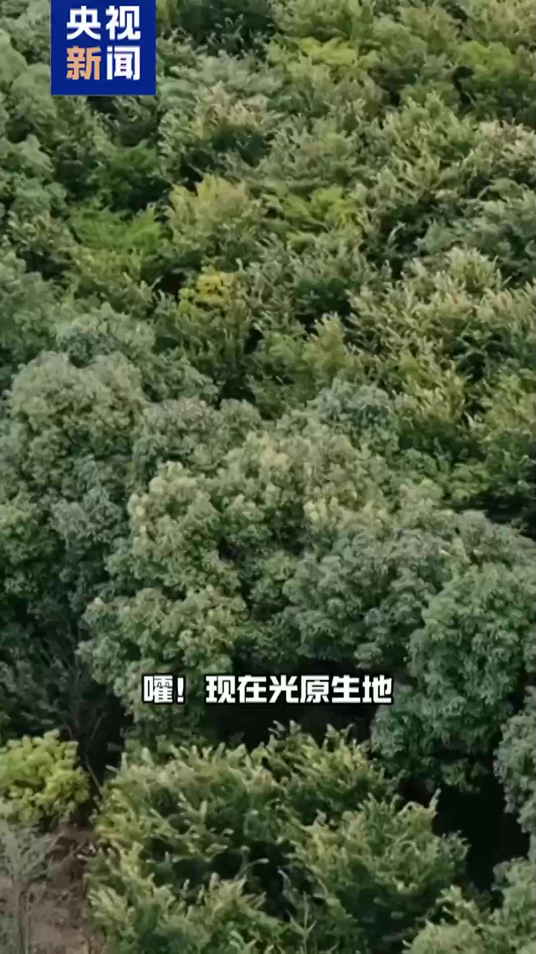 号称“老祖”的水杉、“隐居”的普陀鹅耳枥……来看大树的奇妙故事