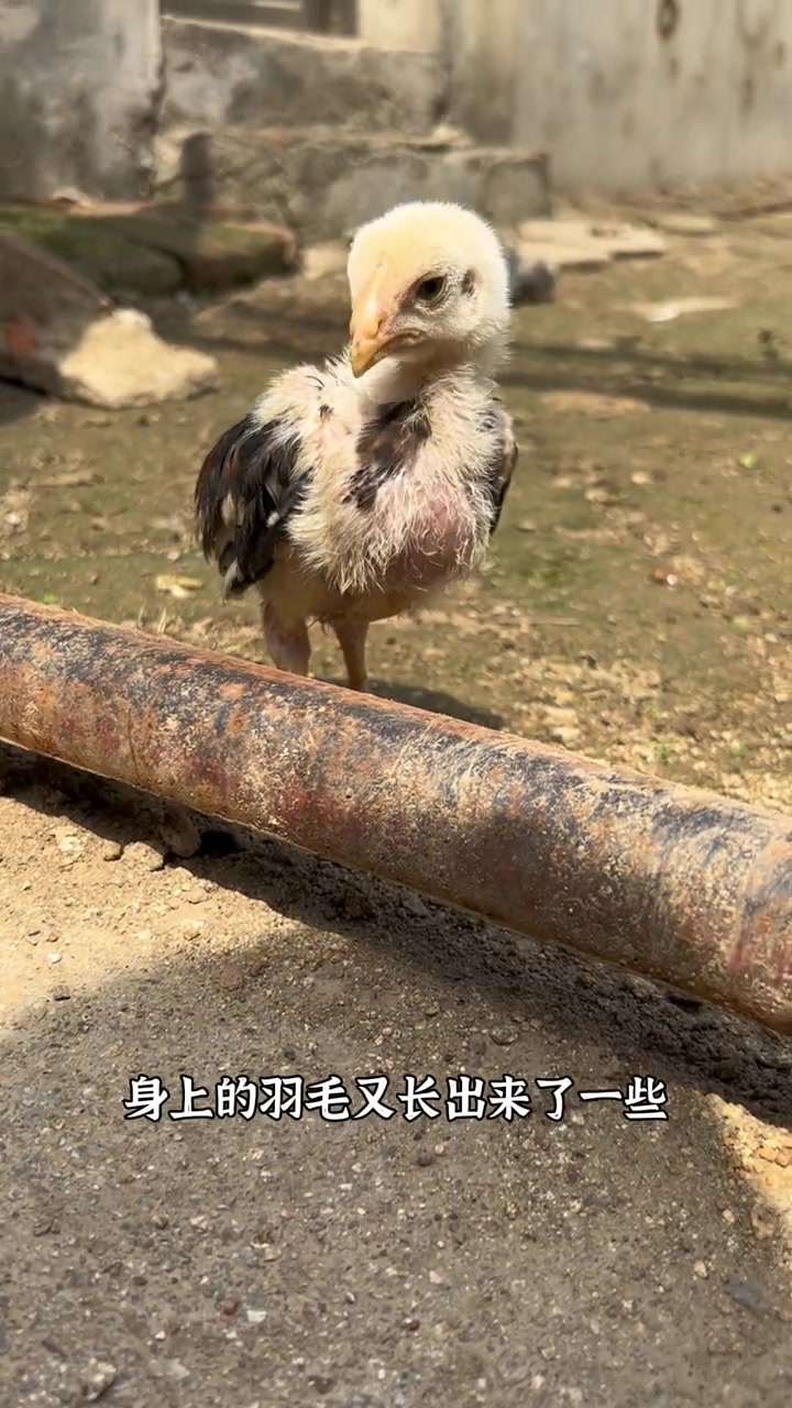 中原斗鸡小的时候长什么样你知道吗?我孵化的中原斗鸡一个半月啦!