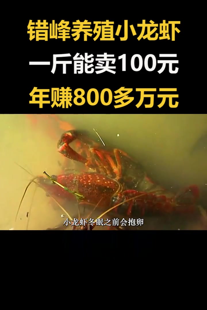 男子自创错峰养殖小龙虾的方法,一斤能卖100元,年收入800多万元