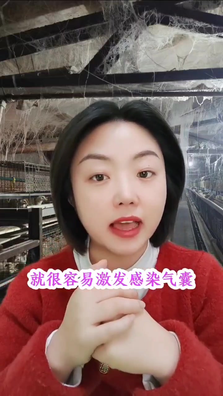 鸡群出现了呼吸道气囊炎,吭哧呼噜怪叫,伸脖子喘怎么回事