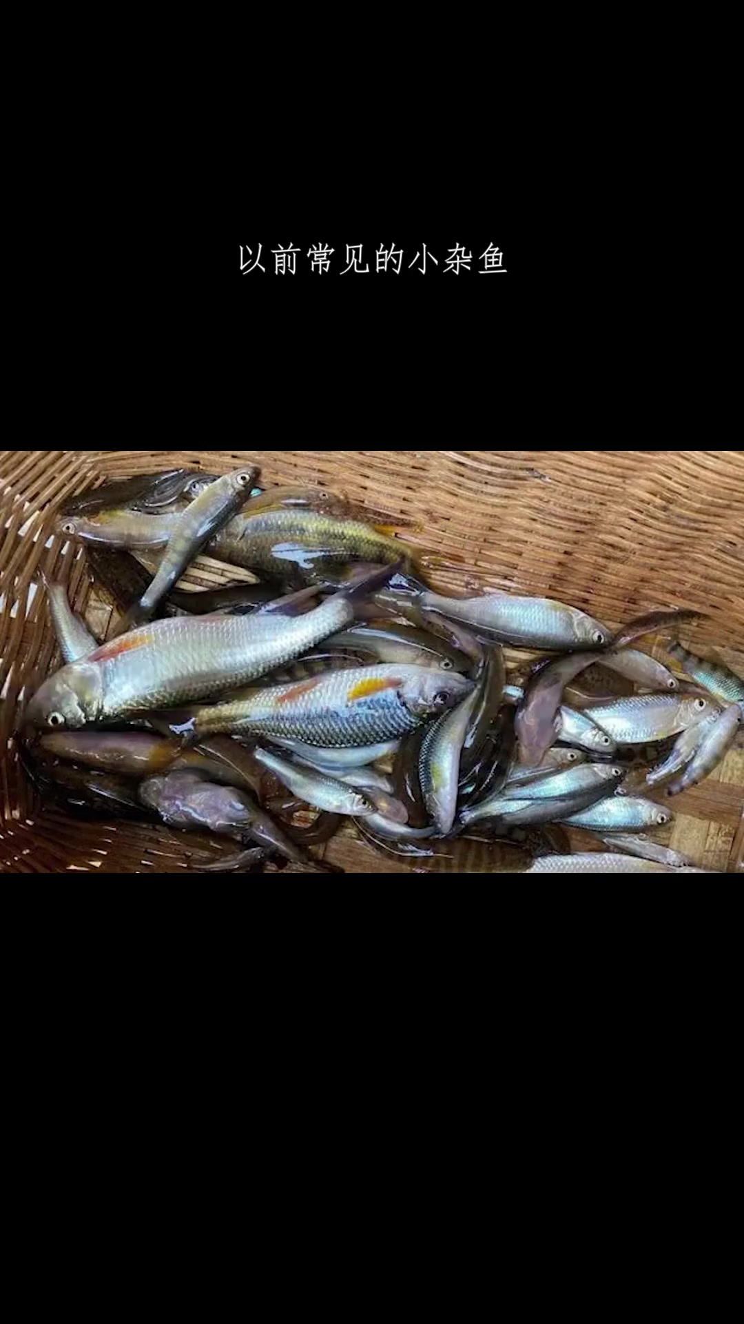 以前常见的小杂鱼