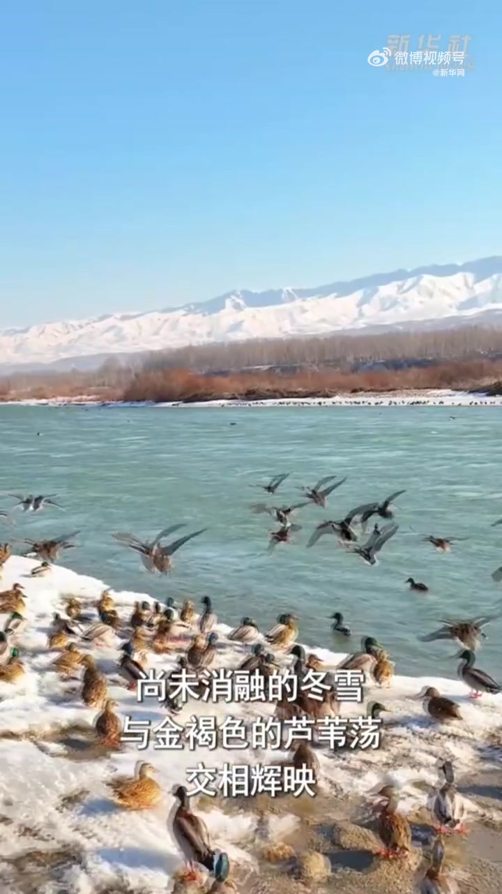 三月春暖,位于新疆伊犁哈萨克自治州的新疆特克斯国家湿地公园内,蜿蜒的特克斯河支流在阳光下波