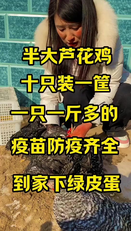 产绿壳蛋芦花鸡年产300枚绿壳蛋