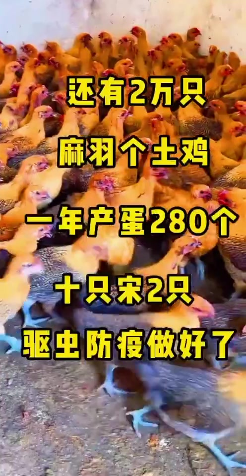 麻羽绿壳蛋鸡年产300枚