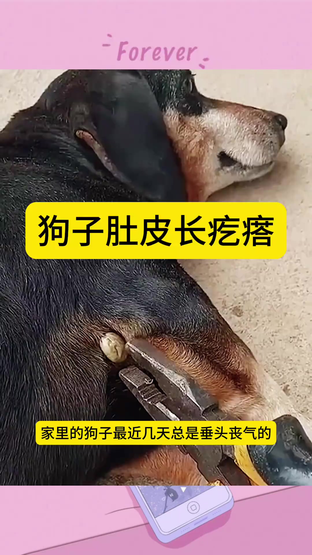 探秘家犬肚皮肉疙瘩,竟是令人意想不到的发现!