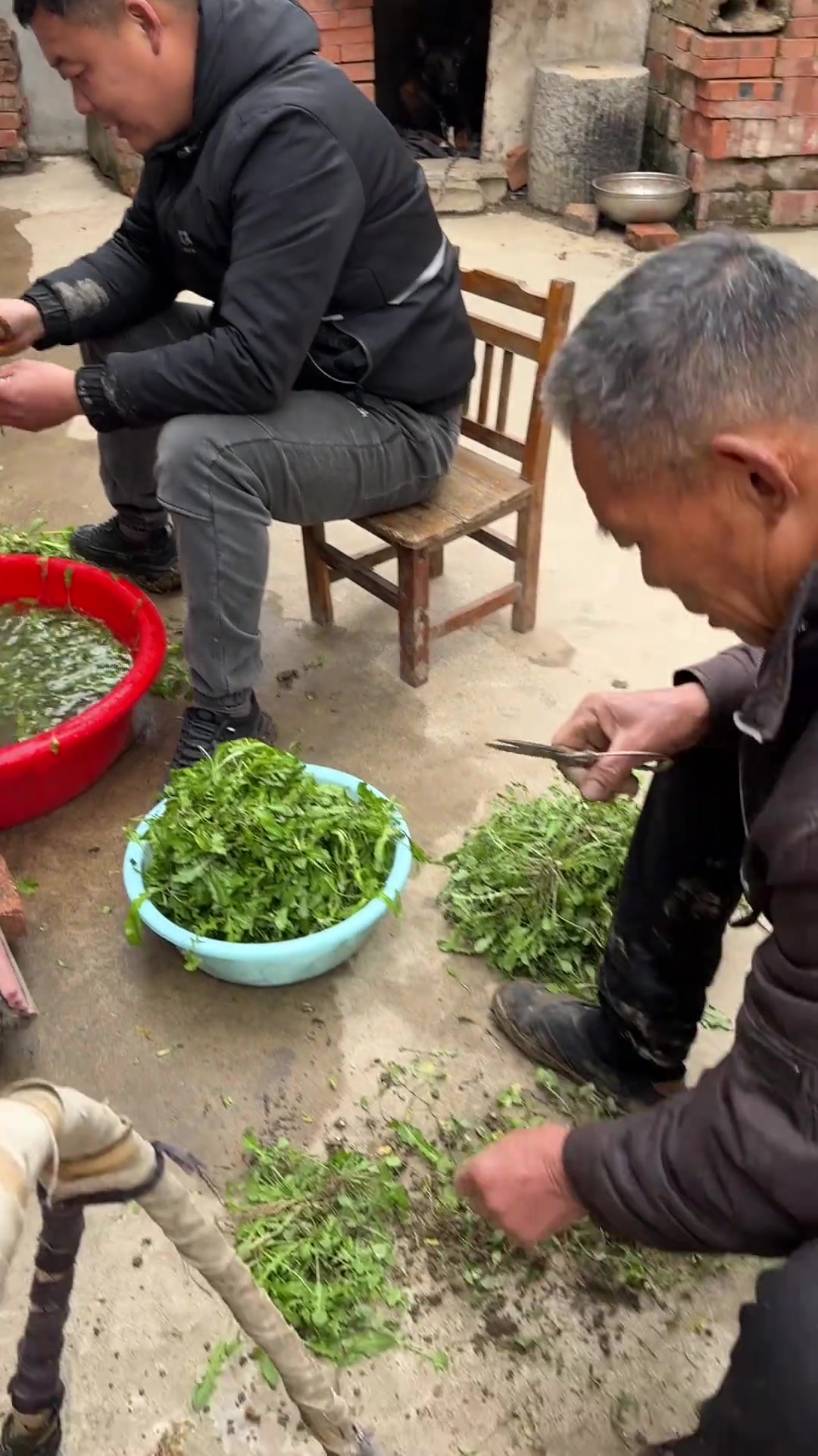 公公听说孙子回来了赶忙去挖荠菜给孙子包老咕咕吃……